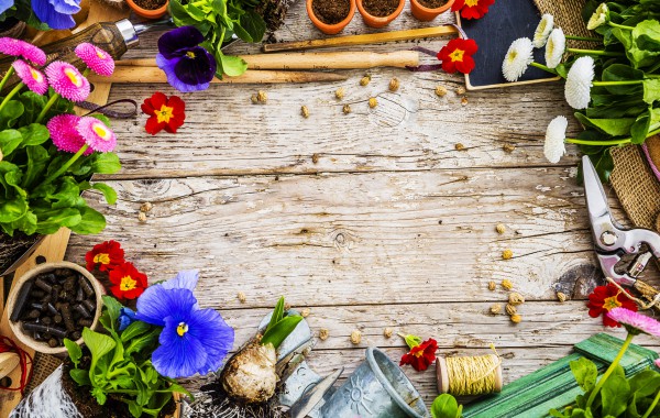 Garden tools, flowers and seeds on a wooden background, frame